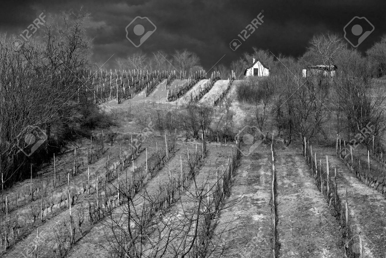 Stock photo vineyard black and white photography