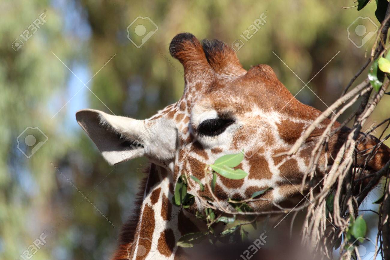 枝を食べるキリン キリン頭のクローズ アップ 目と長いまつげ 耳 鼻 口 ソフトのキリンの角 たてがみ スポット の写真素材 画像素材 Image 枝を食べるキリン キリン頭のクローズ アップ 目と長いまつげ 耳 鼻 口 ソフトのキリンの角 たてがみ スポット の写真素材 画像素材 Image