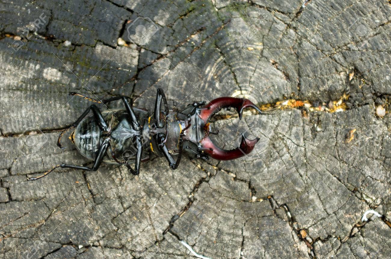 カブトムシの裏側 倒立のカブトムシ カブトムシは鹿下からです 自然の中の昆虫 の写真素材 画像素材 Image