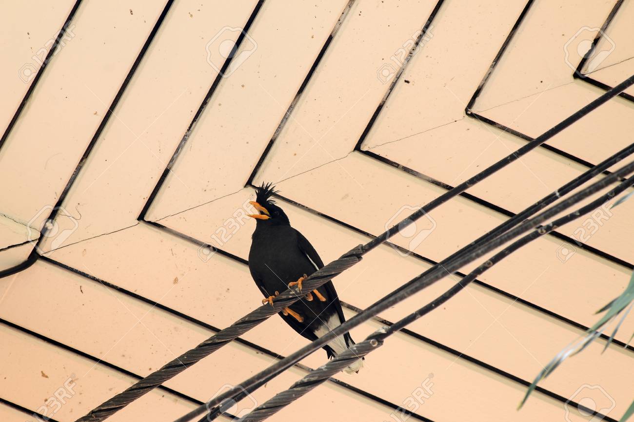 etiam-dictum-ipsum-a-felis