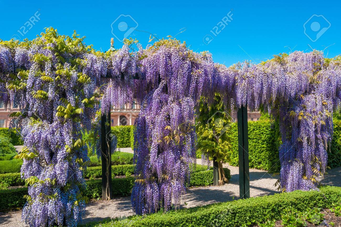 Google Image Result For Https Previews 123rf Com Images Wackenhut Wackenhut1512 Wackenhut151200078 49262562 Wisteria S Wisteria Pergola Pergola Pergola Shade Google Image Result For Https Previews 123rf Com Images Wackenhut Wackenhut1512 Wackenhut151200078 49262562 Wisteria S Wisteria Pergola Pergola Pergola Shade
