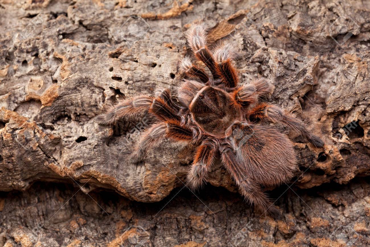 樹皮に巨大な毛むくじゃらの赤蜘蛛 の写真素材 画像素材 Image