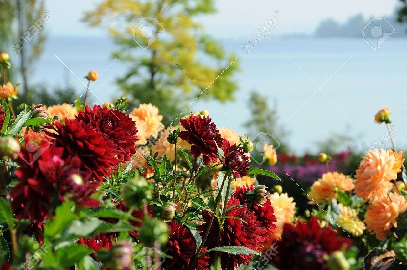 etiam-dictum-ipsum-a-felis