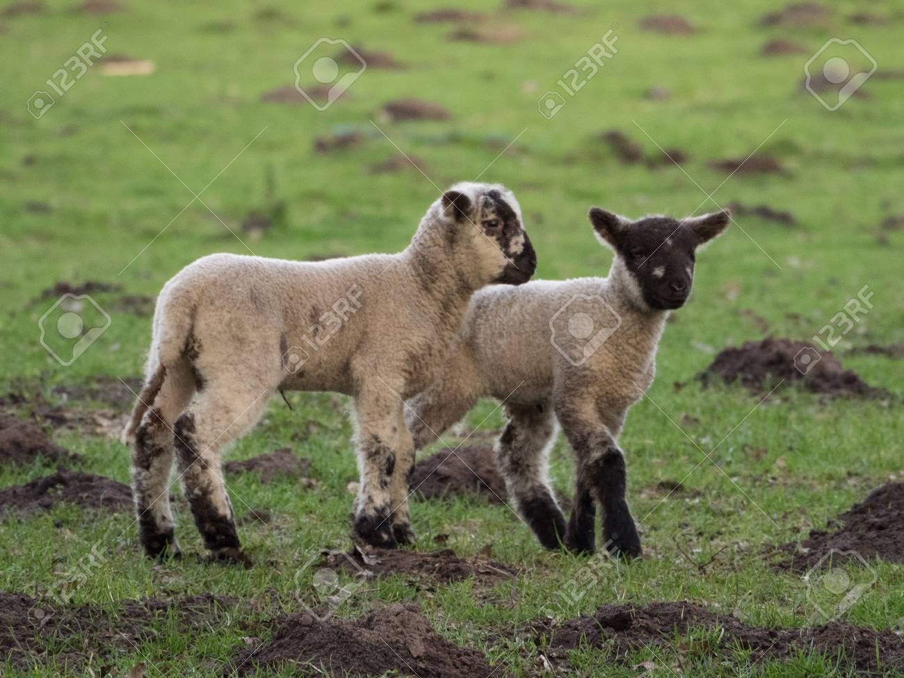 양고기 로열티 무료 사진, 그림, 이미지 그리고 스톡포토그래피. Image 56332217. 양고기
