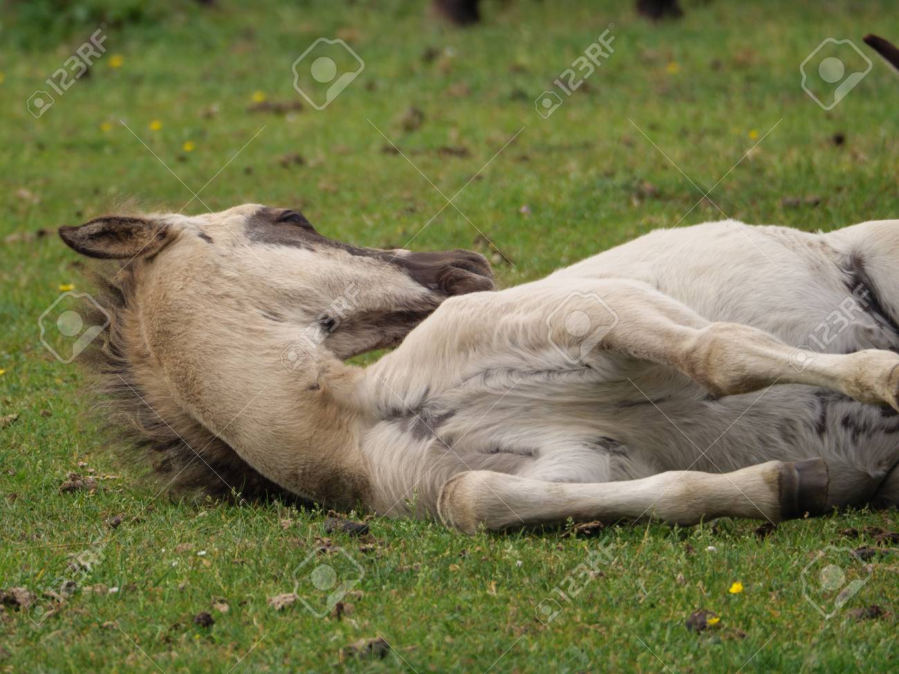 etiam-dictum-ipsum-a-felis