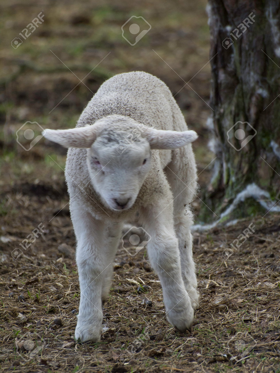 etiam-dictum-ipsum-a-felis