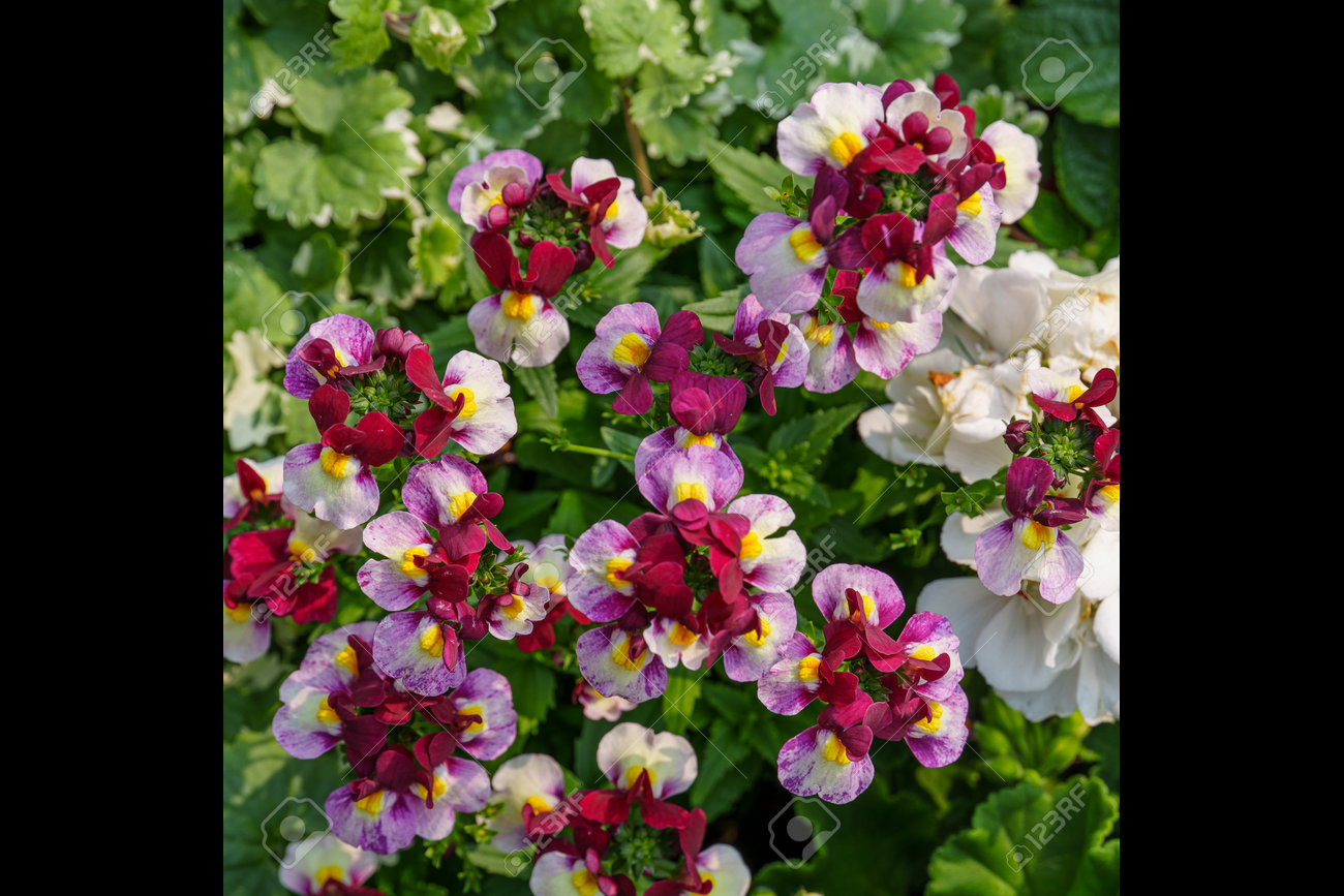 etiam-dictum-ipsum-a-felis