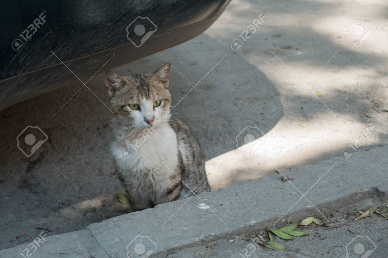 通りでホームレスのぶち猫と白猫シッティングを見て悲しい の写真素材 画像素材 Image