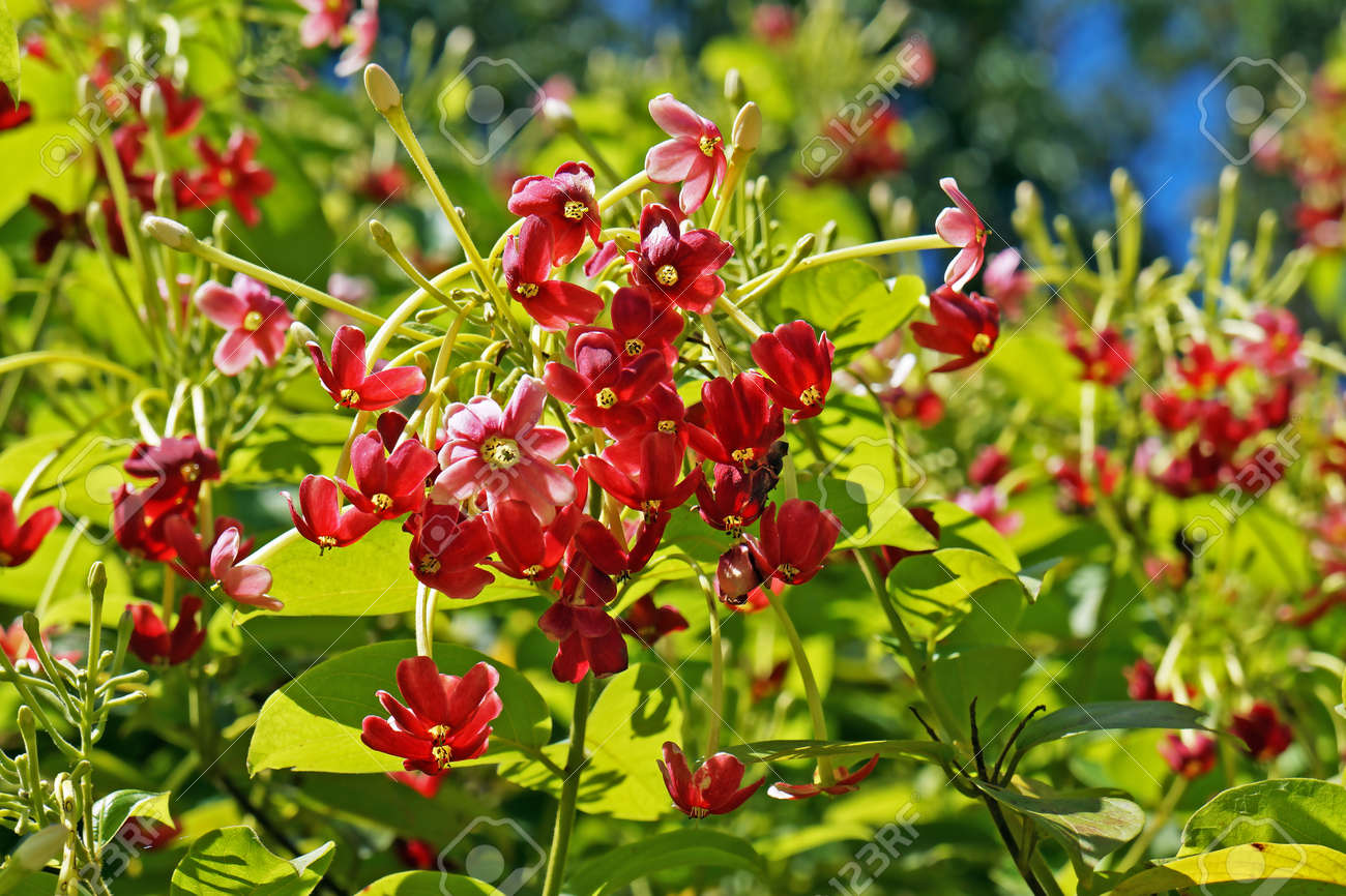 ラングーンクリーパー鉢植え ラングーン・クリーパー 鉢植え