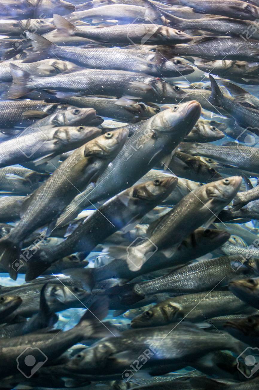 ニシンの群れ 多くの魚が水中で一緒に泳ぐ の写真素材 画像素材 Image ニシンの群れ 多くの魚が水中で一緒に泳ぐ の写真素材 画像素材 Image