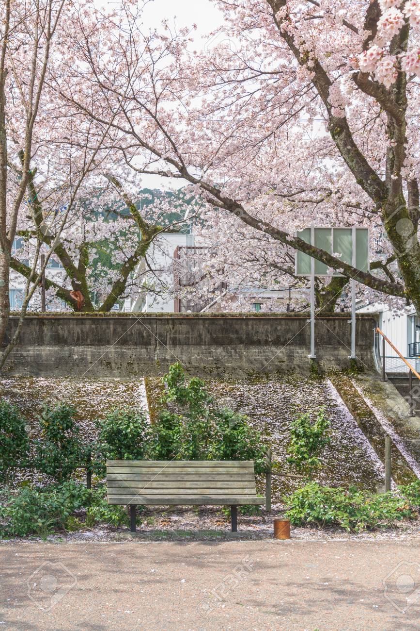 The relax time the bench for sitting in the garden with beautiful of cherry blossom in full bloom. Springtime in Gero, Japan - 121168671 The relax time the bench for sitting in the garden with beautiful of cherry blossom in full bloom. Springtime in Gero, Japan - 121168671