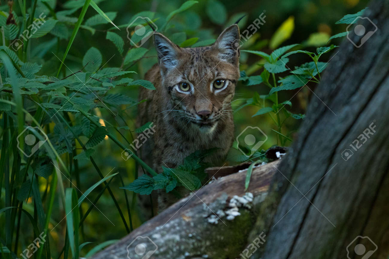 etiam-dictum-ipsum-a-felis