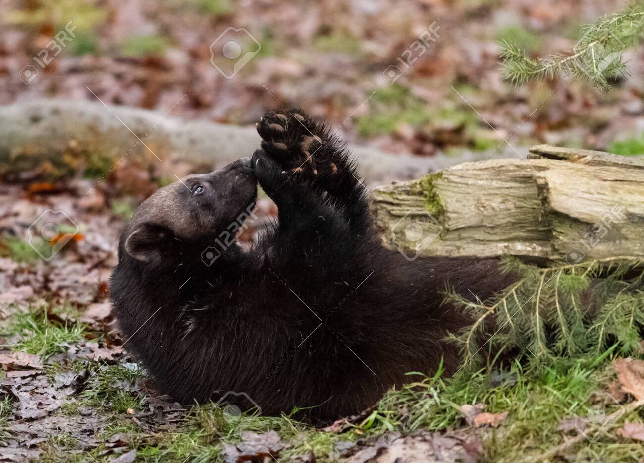 etiam-dictum-ipsum-a-felis