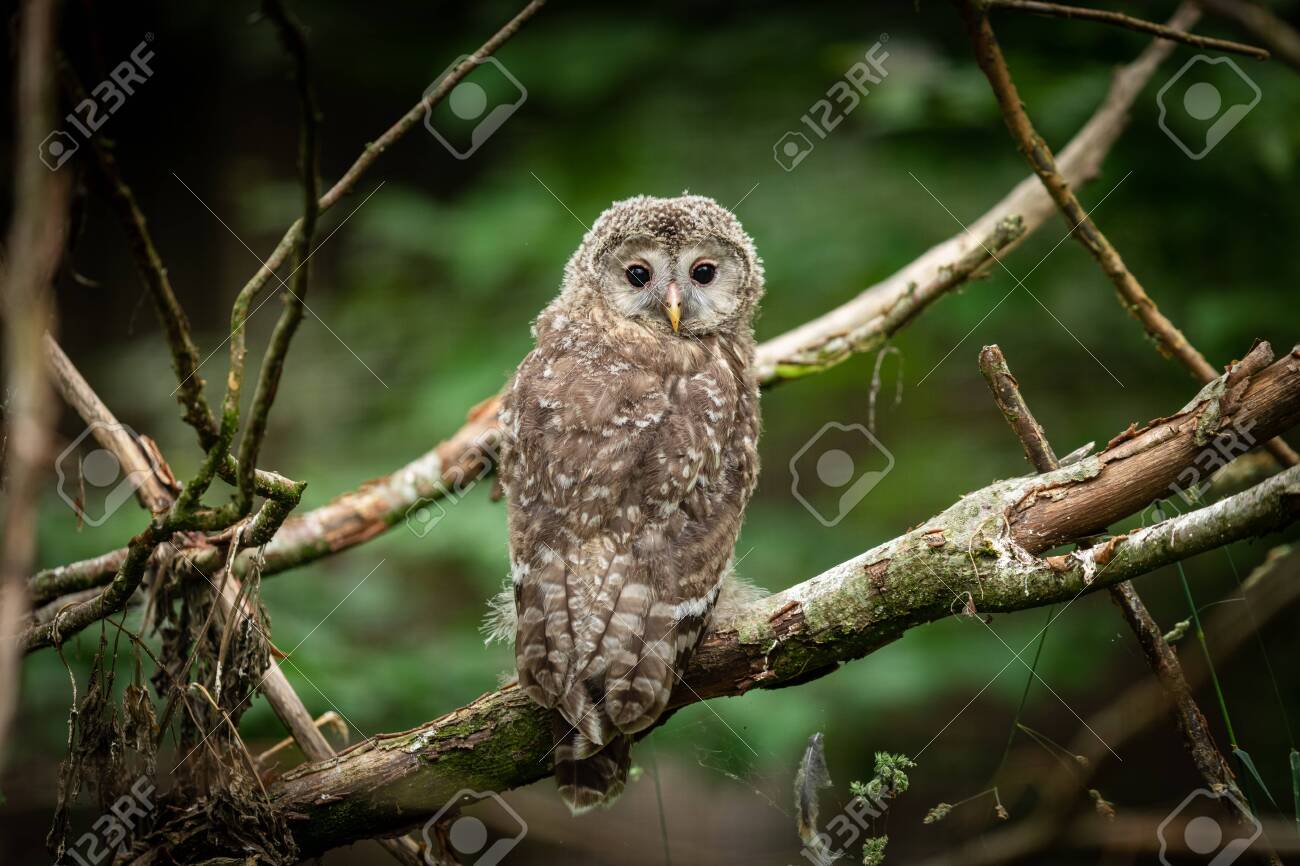 etiam-dictum-ipsum-a-felis