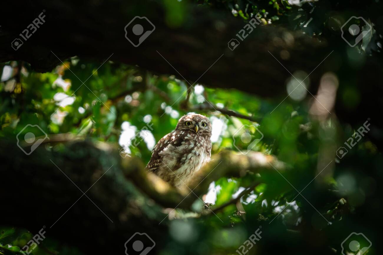 etiam-dictum-ipsum-a-felis