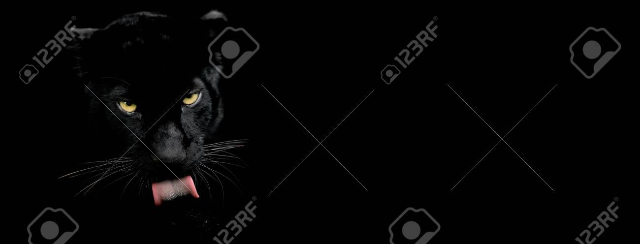 Black Panther Animal Wallpapers Wallpaper Cave