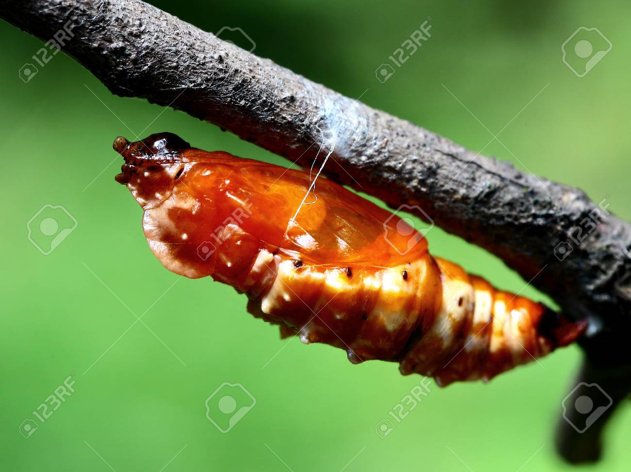 etiam-dictum-ipsum-a-felis