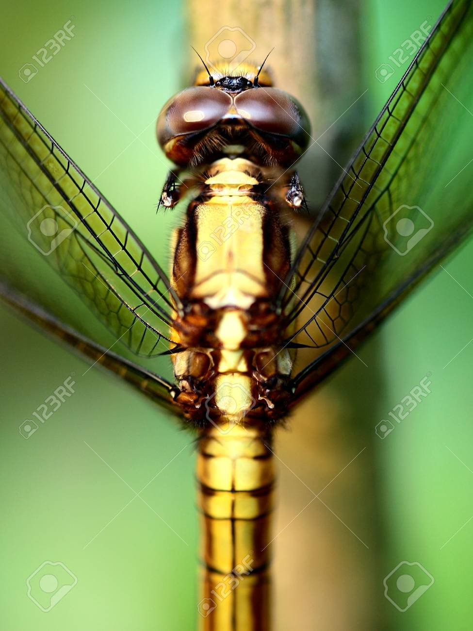 etiam-dictum-ipsum-a-felis