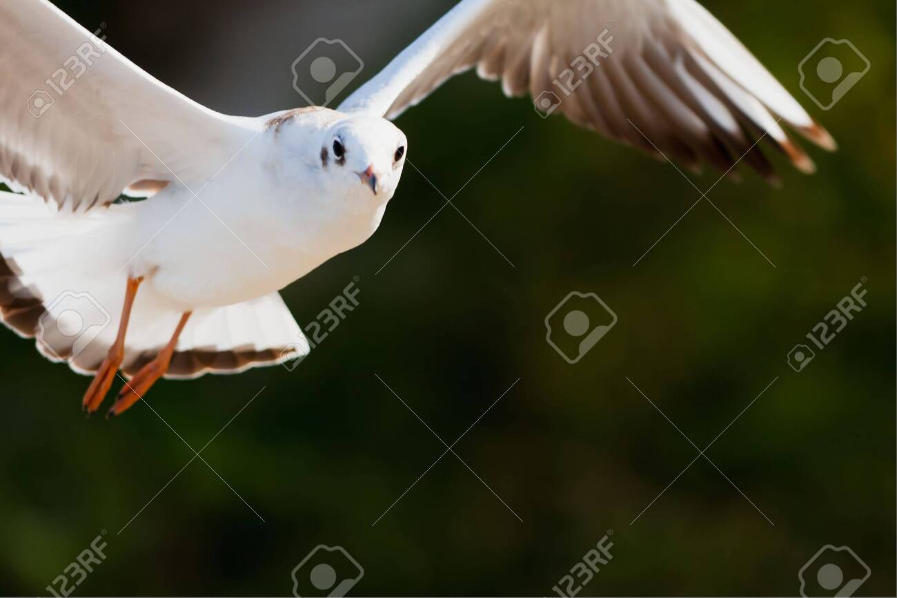 etiam-dictum-ipsum-a-felis