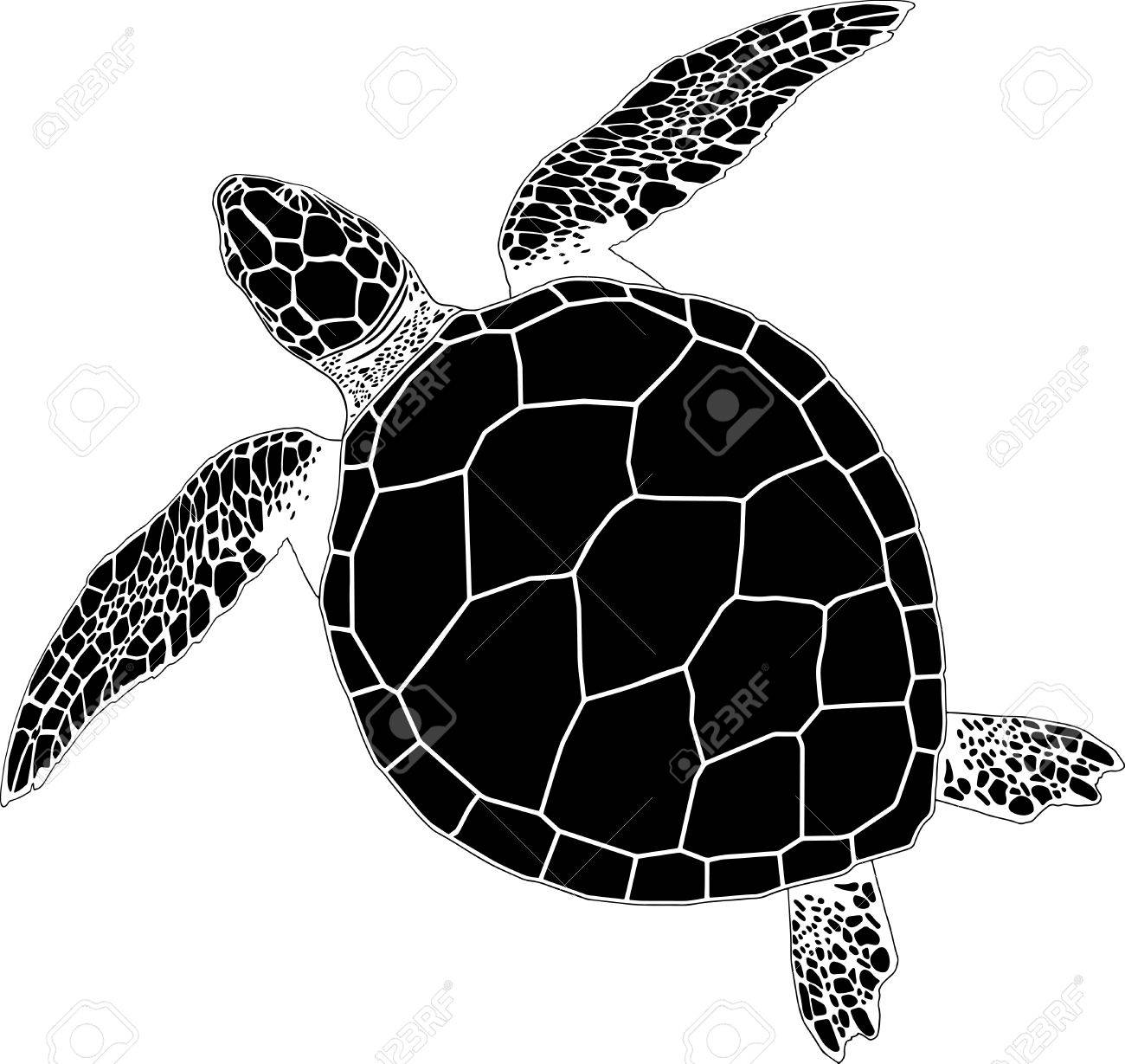 Sea Turtle On The Isolated Background Royalty Free Cliparts Vectors And Stock Illustration Image Sea Turtle On The Isolated Background Royalty Free Cliparts Vectors And Stock Illustration Image