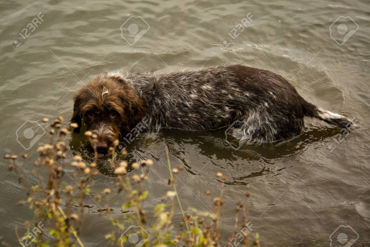 wired pointing griffon