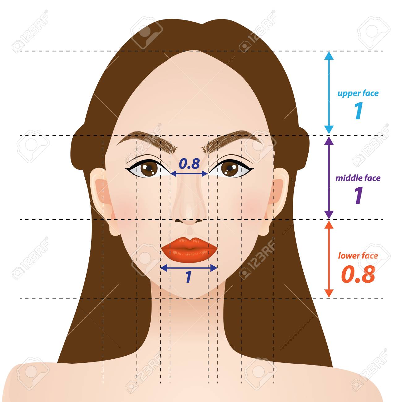 Perfect face proportions