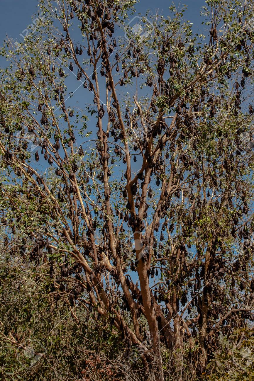 フライング フォックス ねぐら黒または黒いフルーツ バット Pteropus アレークトー ニトミルック国立公園 オーストラリアのノーザン テリトリーに の写真素材 画像素材 Image