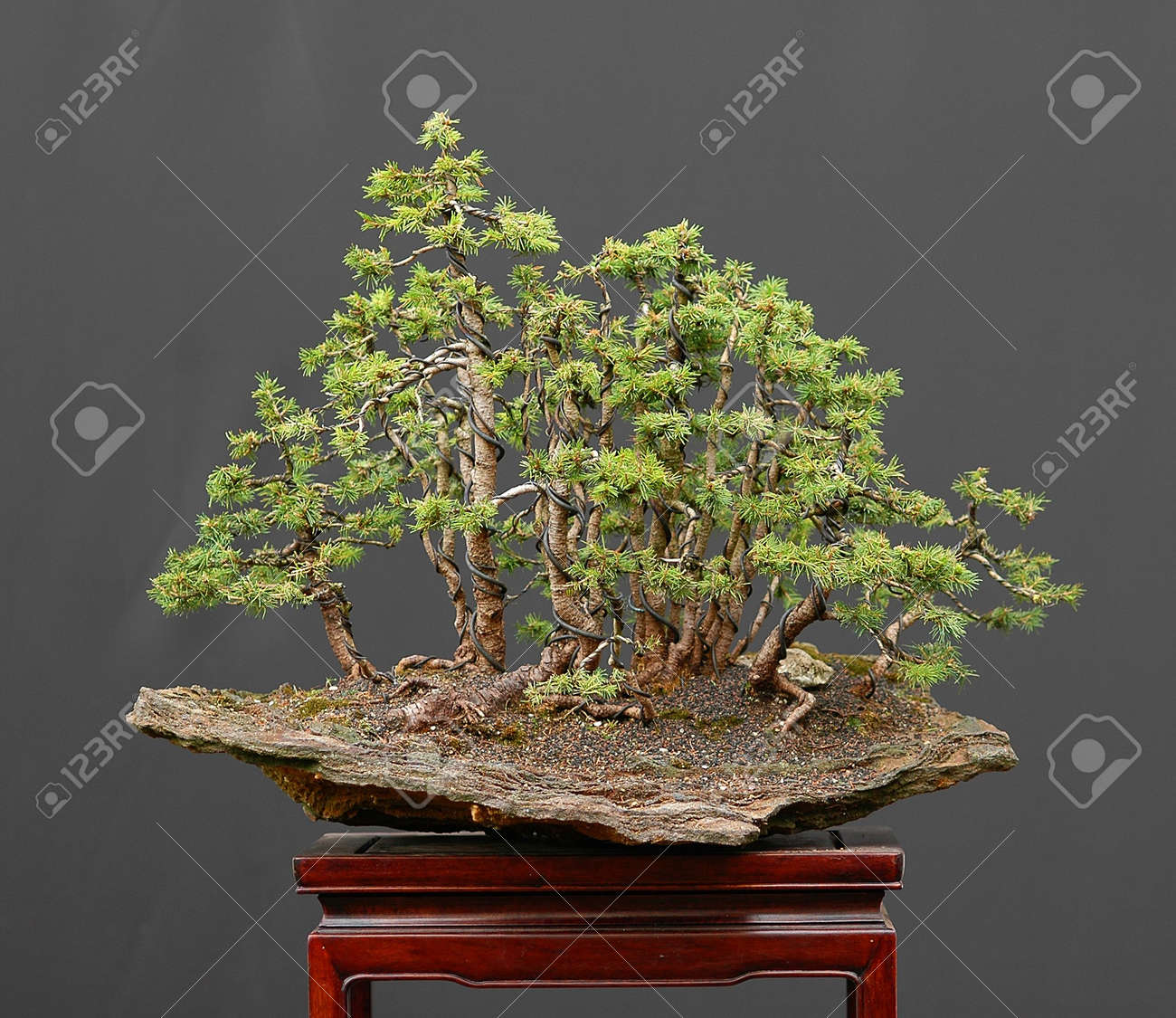 Bonsai Europaische Fichte Picea Abies Wald Auf Stein Lizenzfreie Fotos Bilder Und Stock Fotografie Image 592622