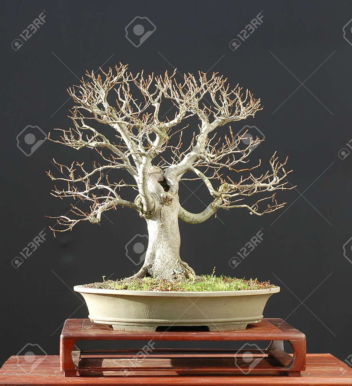 European Beech, Fagus Sylvatica, Bonsai Stock Photo, Picture And Royalty Free Image. Image 694742. European Beech, Fagus Sylvatica, Bonsai Stock Photo, Picture And Royalty Free Image. Image 694742.