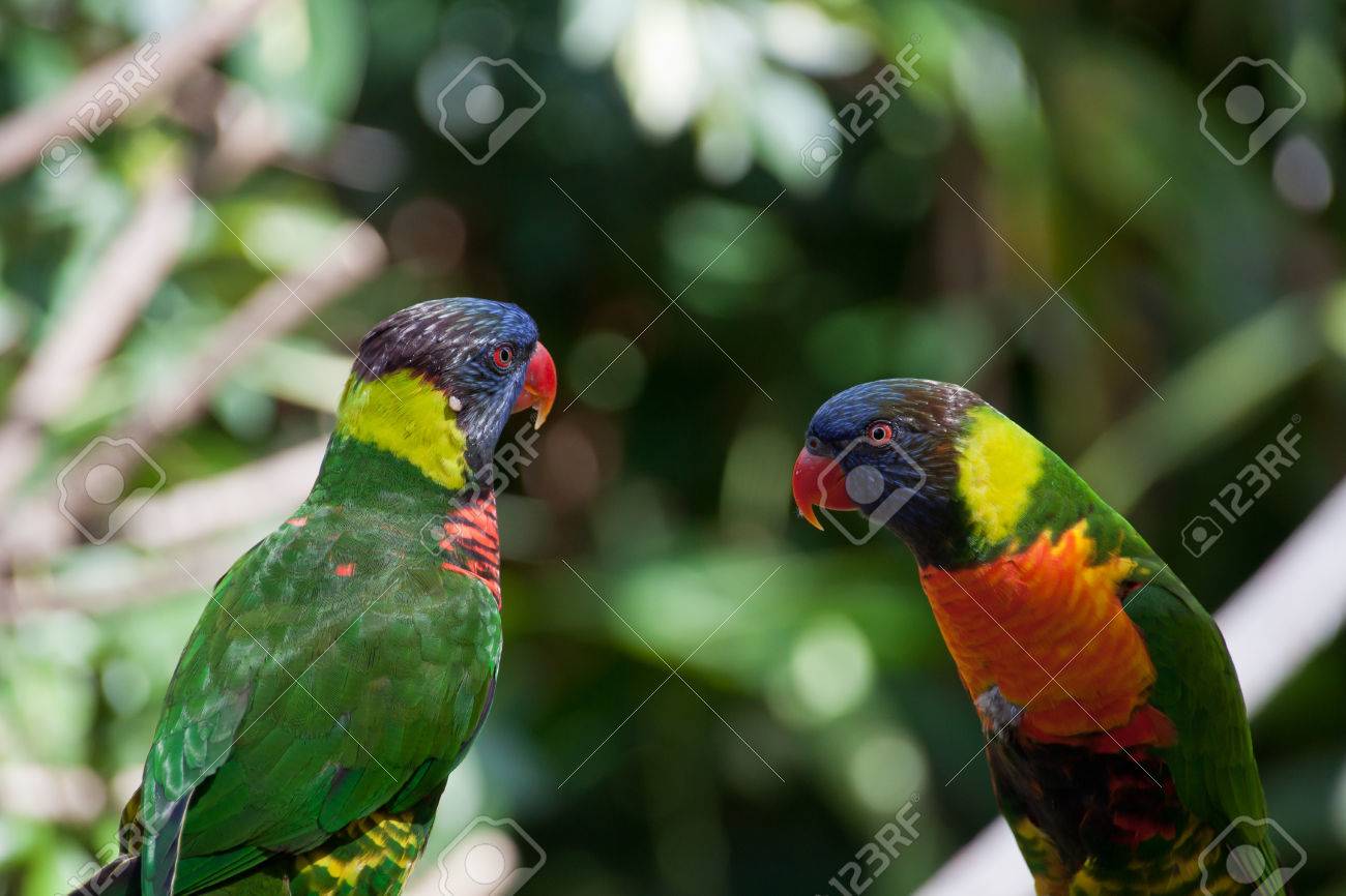 Deux Tourtereaux Banque D Images Et Photos Libres De Droits Image