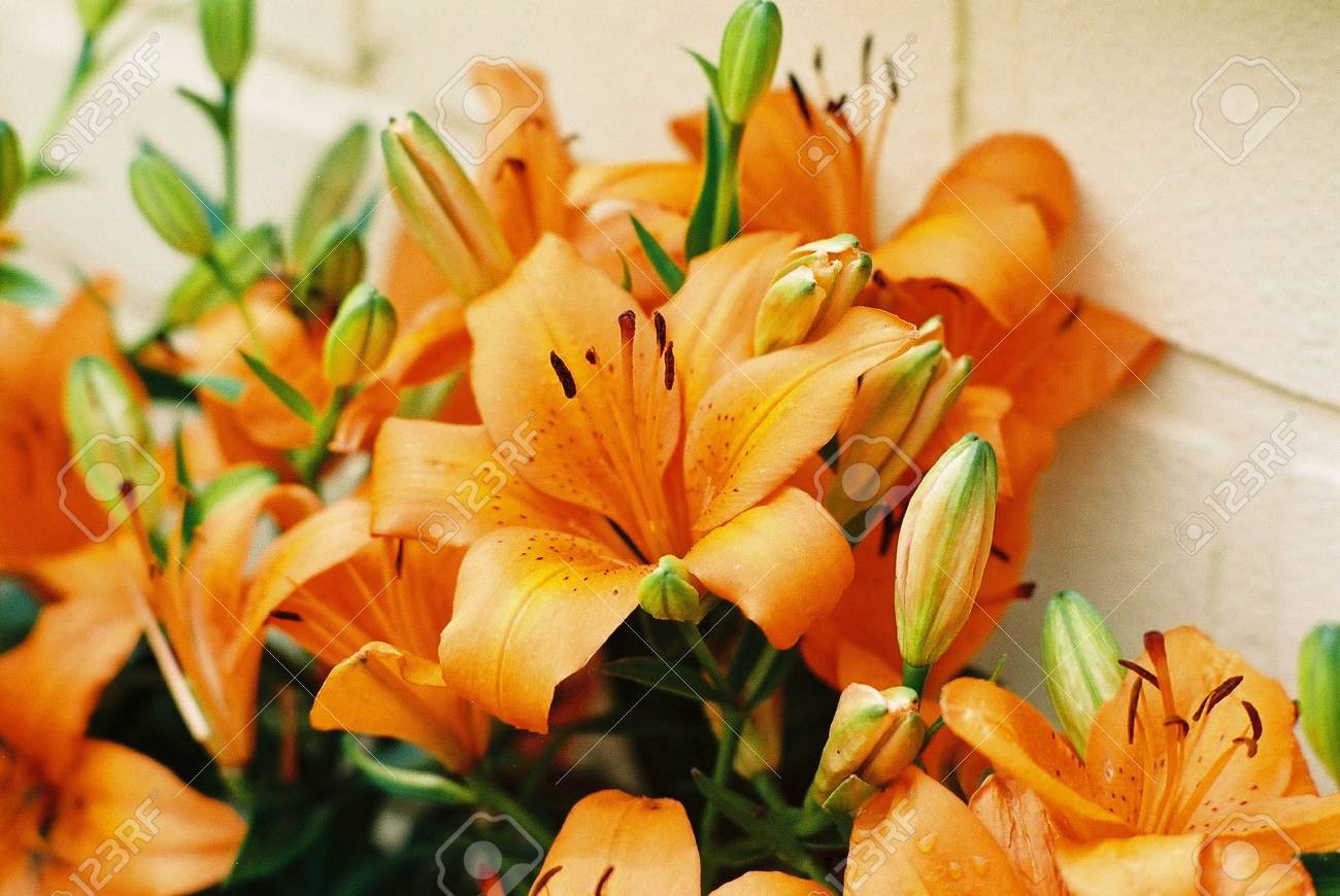 etiam-dictum-ipsum-a-felis