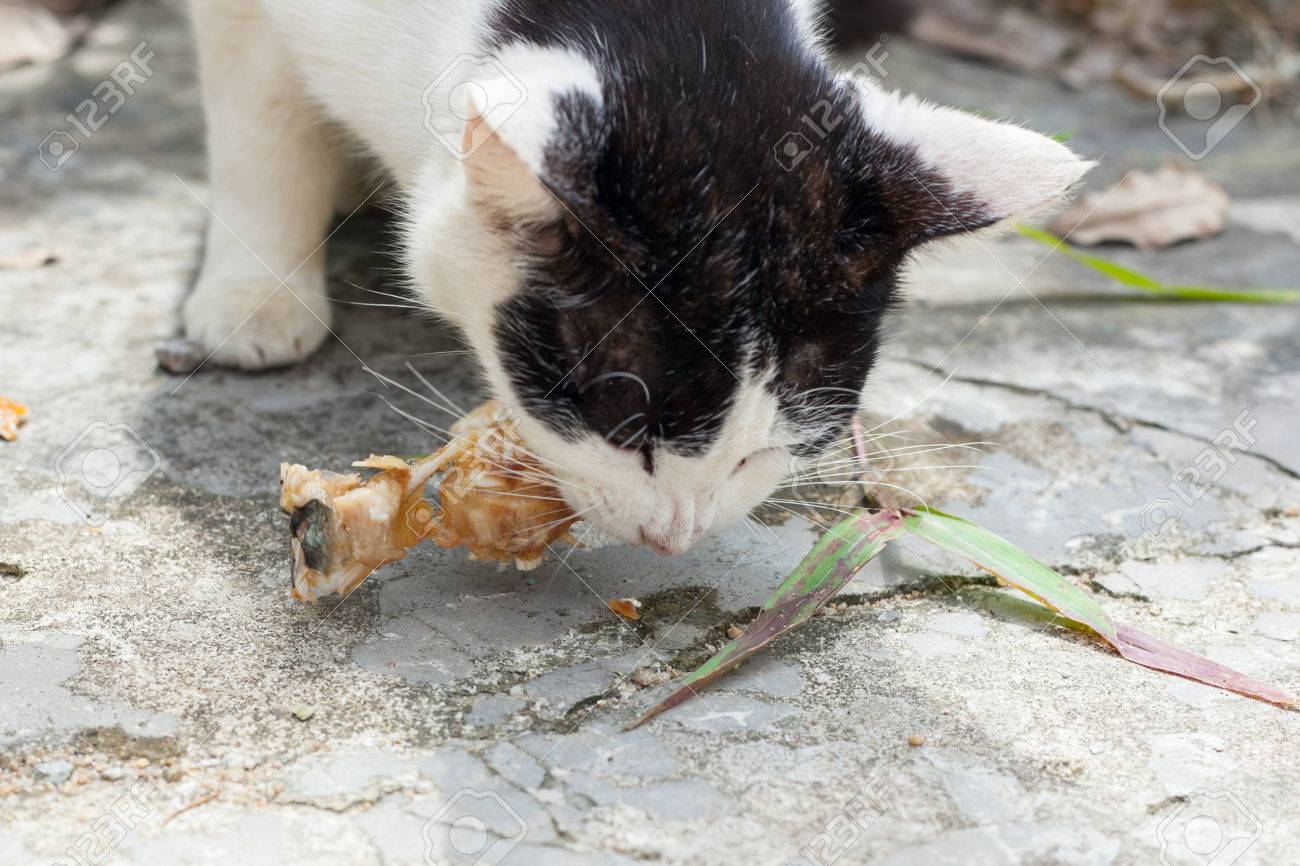 matenix flea and tick collar