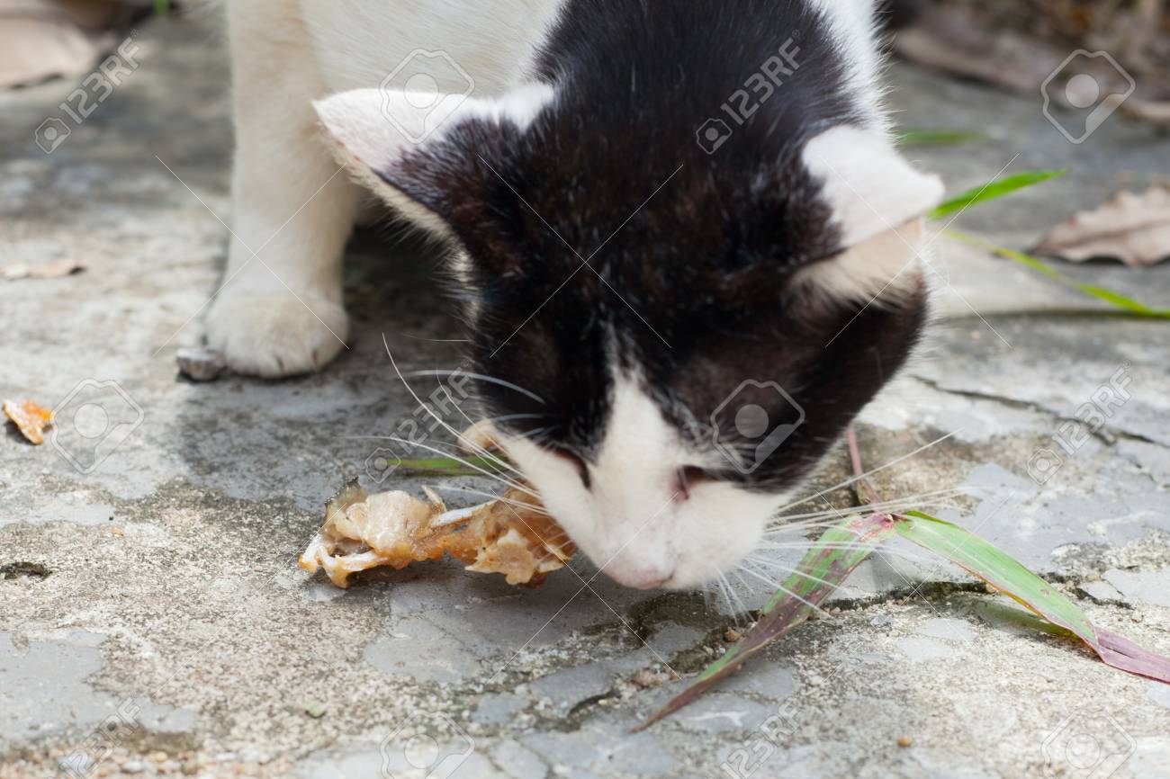 cats eat fish