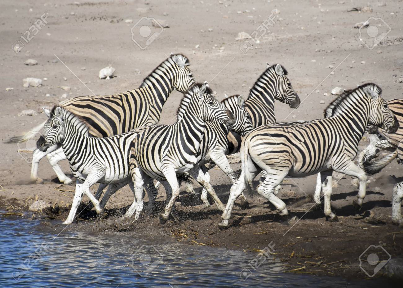 A Group Or Herd Of Zebras Running Away After Drinking At A