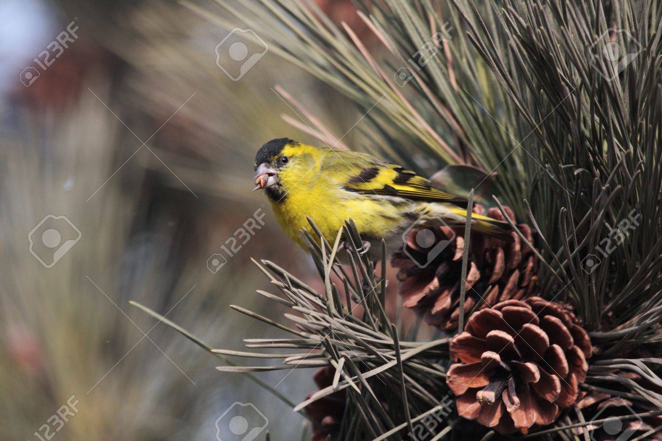 etiam-dictum-ipsum-a-felis