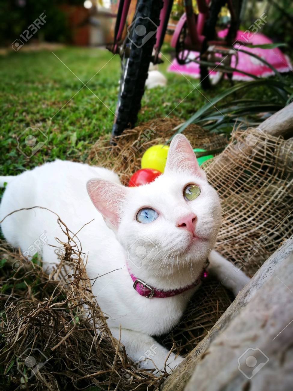 etiam-dictum-ipsum-a-felis