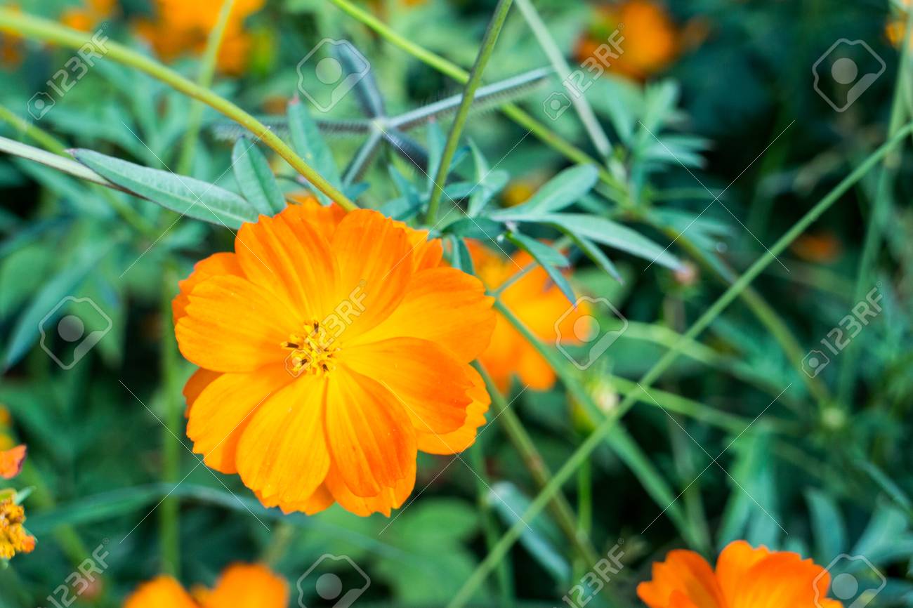 etiam-dictum-ipsum-a-felis