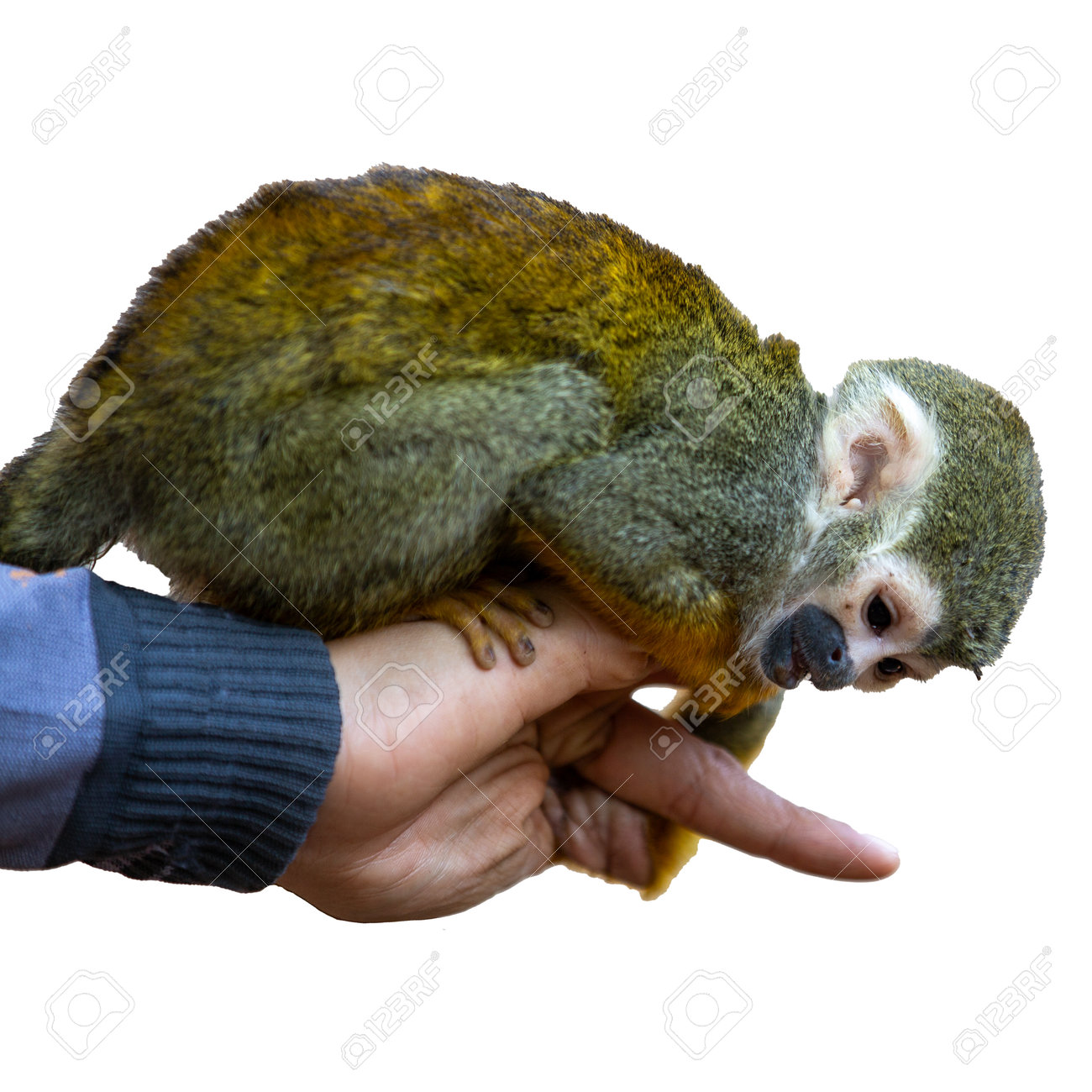 etiam-dictum-ipsum-a-felis