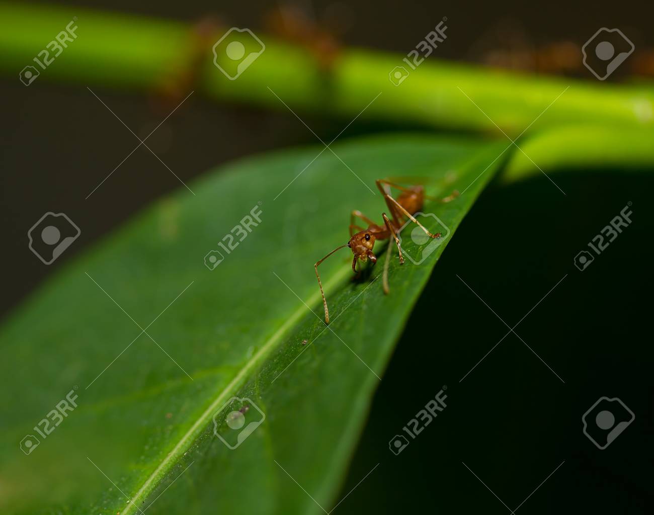 etiam-dictum-ipsum-a-felis