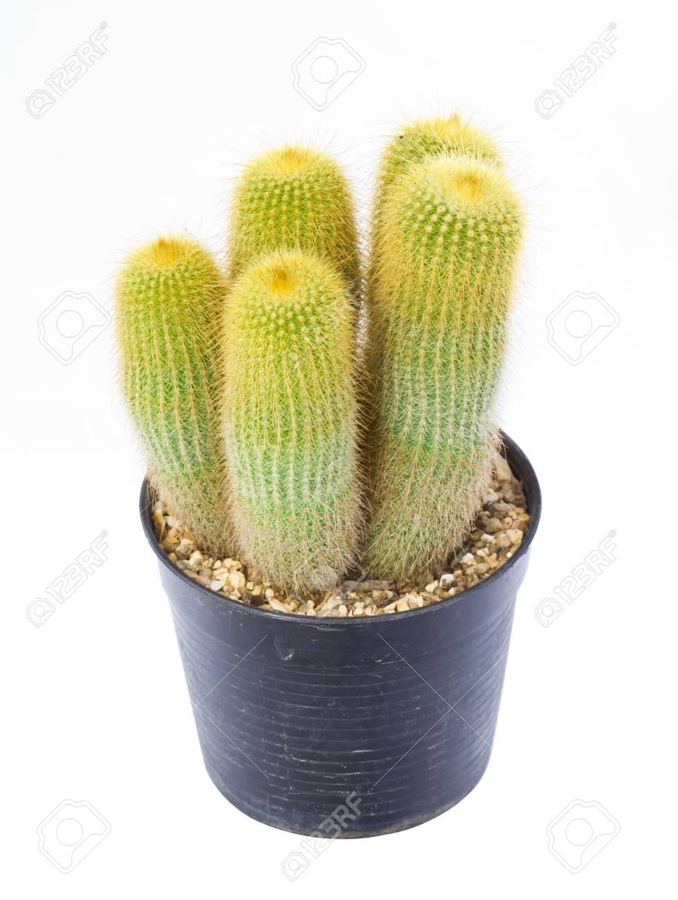 Golden Cactus Isolated In Pot On White Background Stock Photo Picture And Royalty Free Image Image 17234824