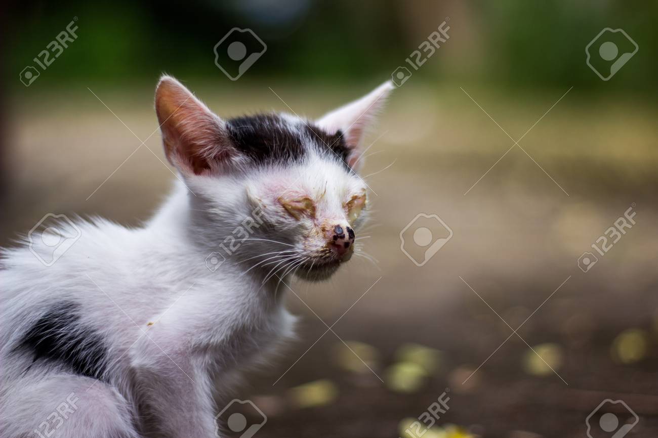 gatitos de granero con infecciones oculares