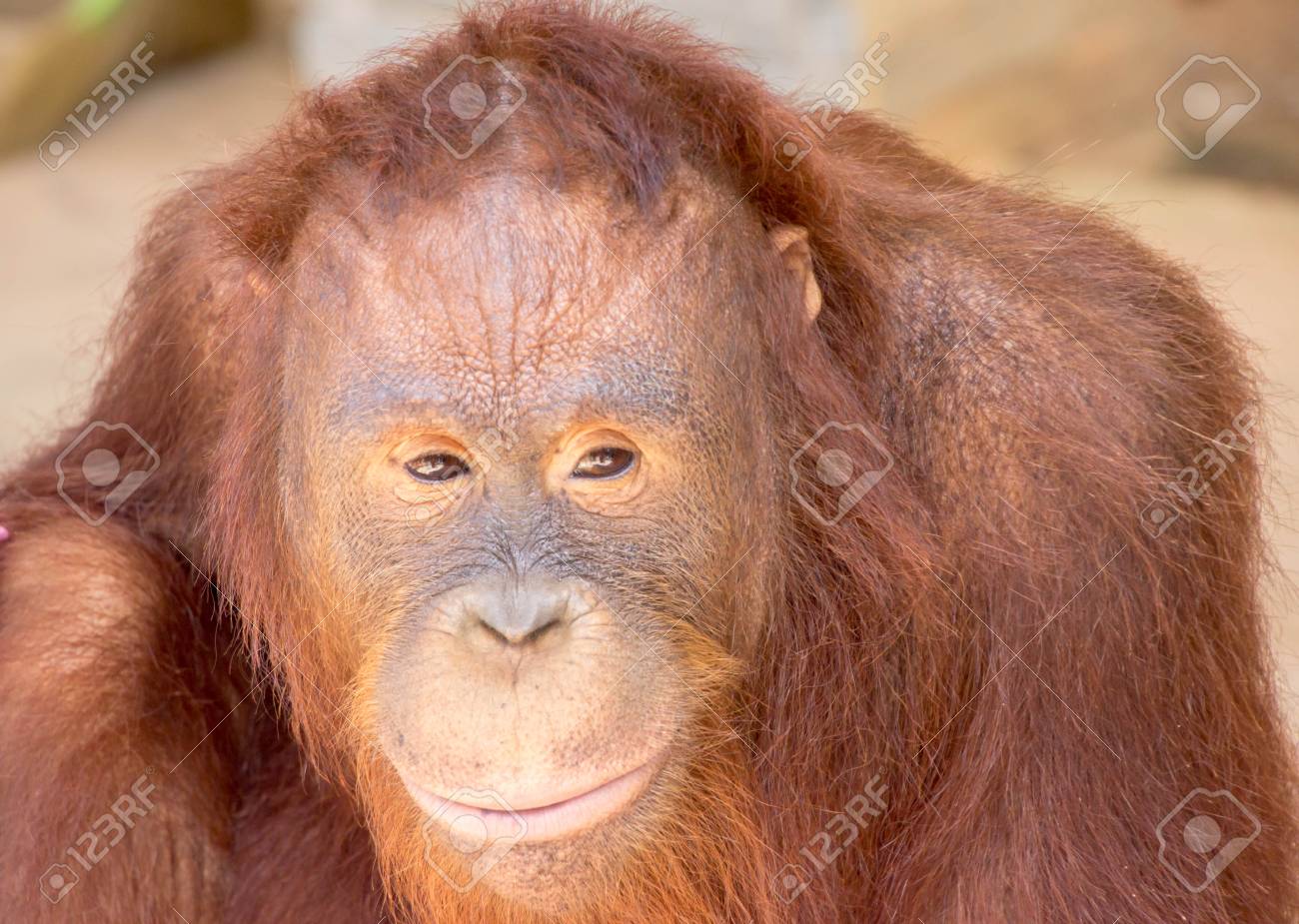 オランウータンは 顔にその感情を表現できます の写真素材 画像素材 Image