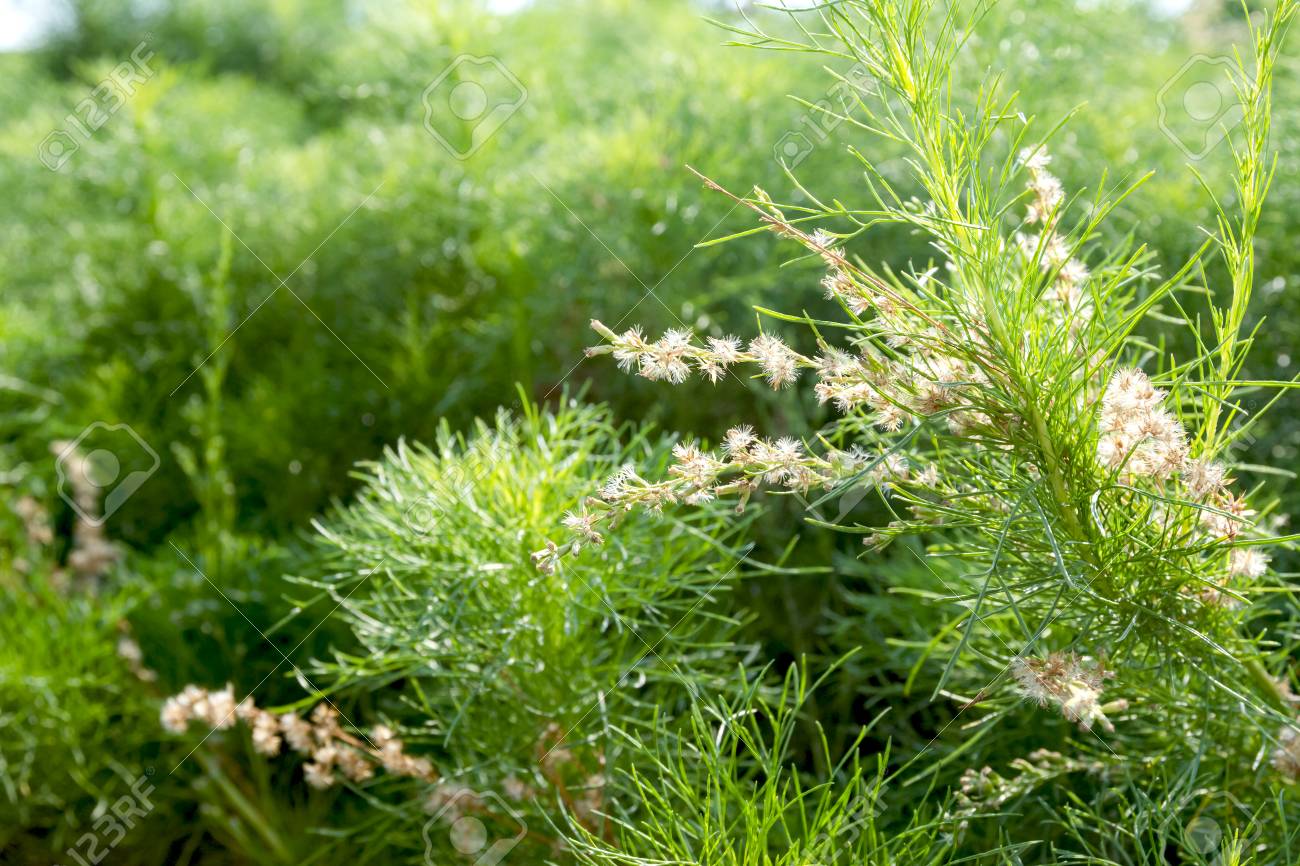 TÌNH YÊU CÂY CỎ ĐV4 - Page 72 74209767-asparagus-racemosus-or-shatawari-herb-plant