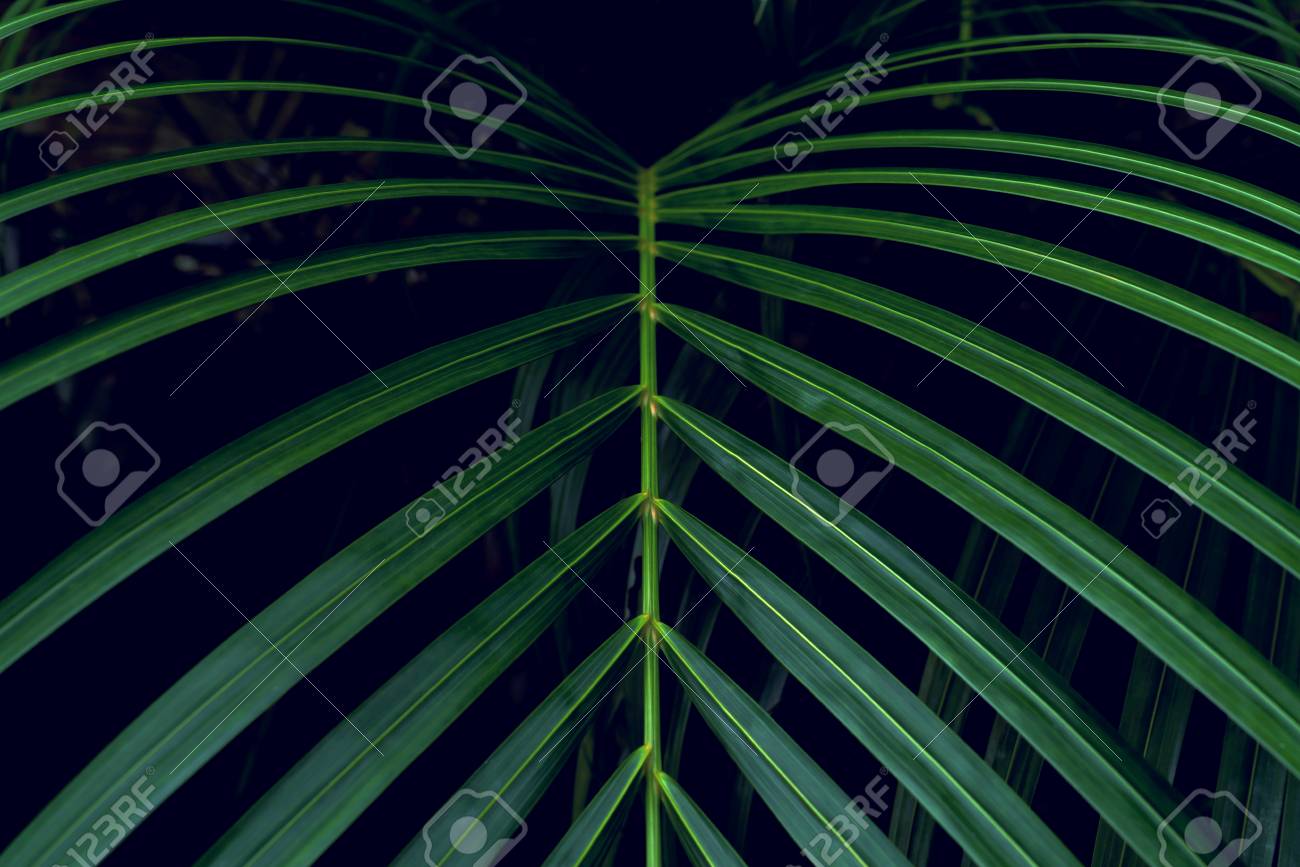 green leaves pattern leaf palm tree in the forest ロイヤリティー