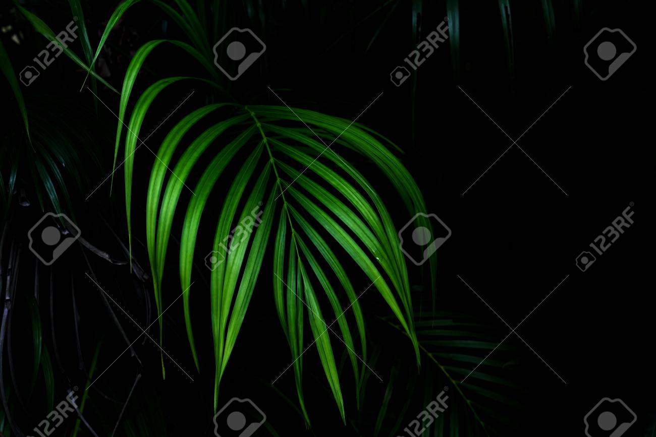 green leaves pattern leaf palm tree in the forest ロイヤリティー
