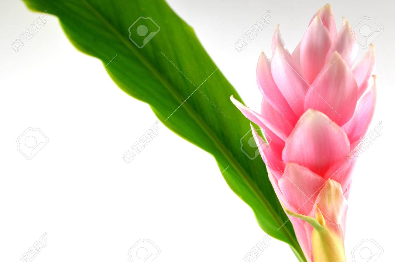 ピンク ジンジャーの花 ゲットウにともなって の写真素材 画像素材 Image