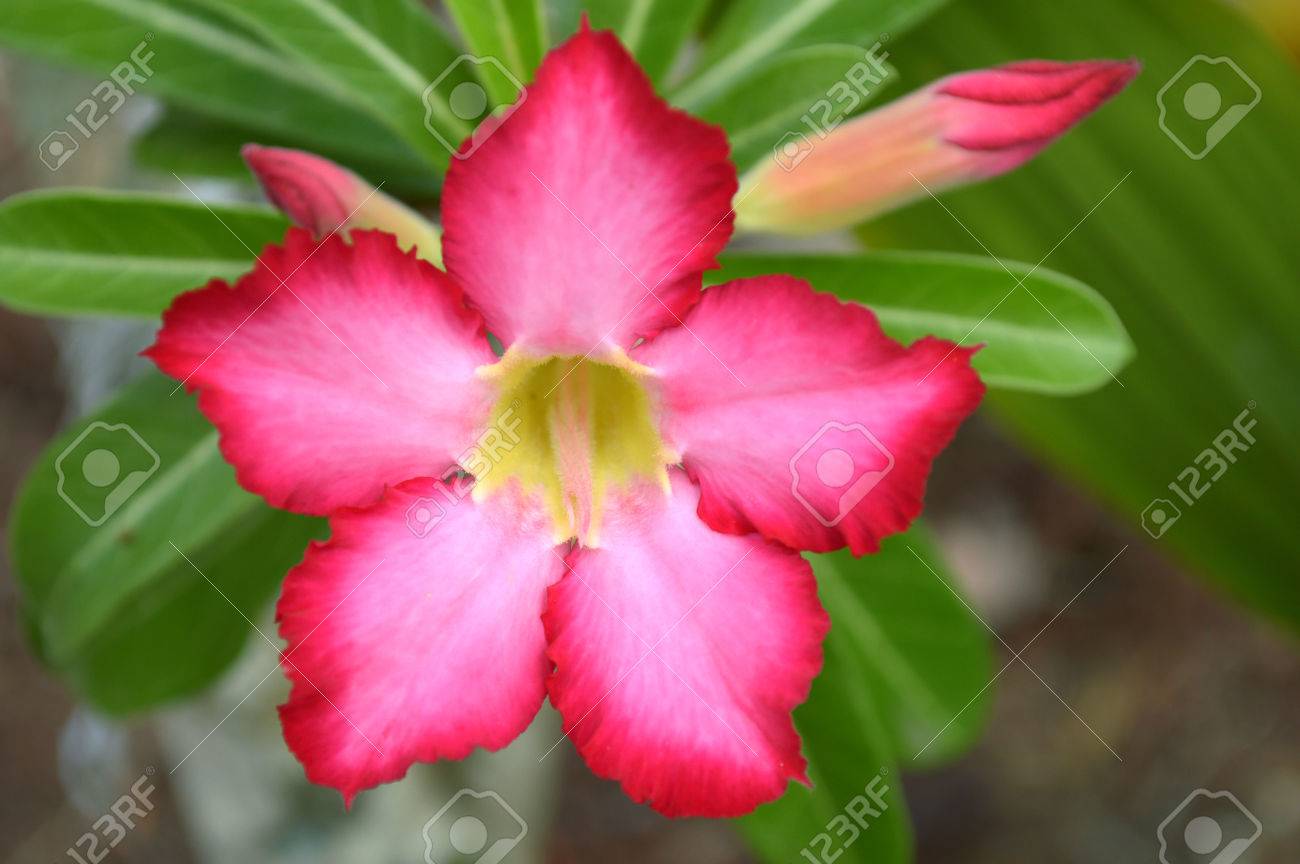Sabi Star