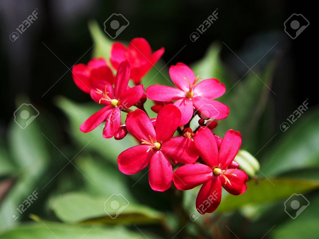 etiam-dictum-ipsum-a-felis