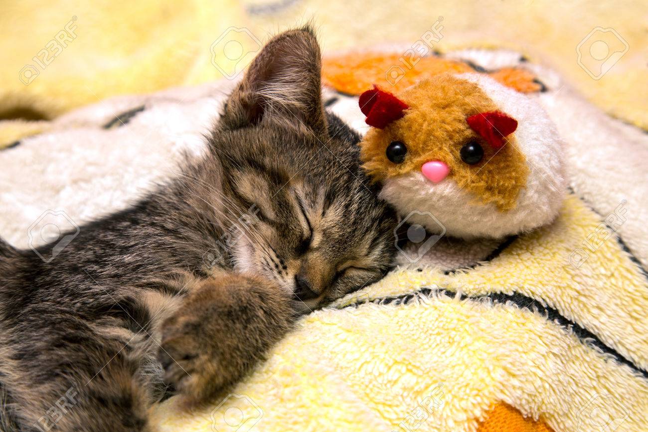 cat hugging plush