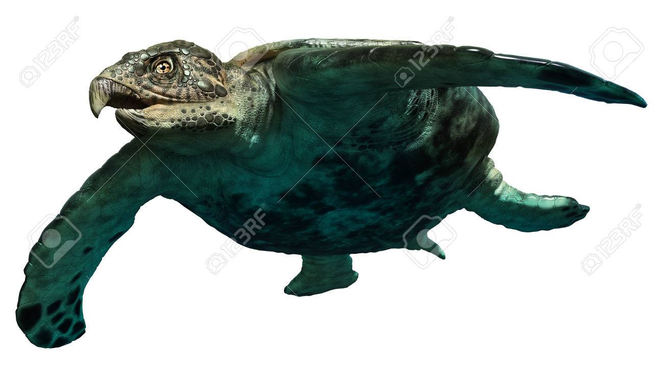 Archelon Stock Photo, Picture and Royalty Free Image. Image 70431074.